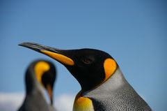 King Penguin